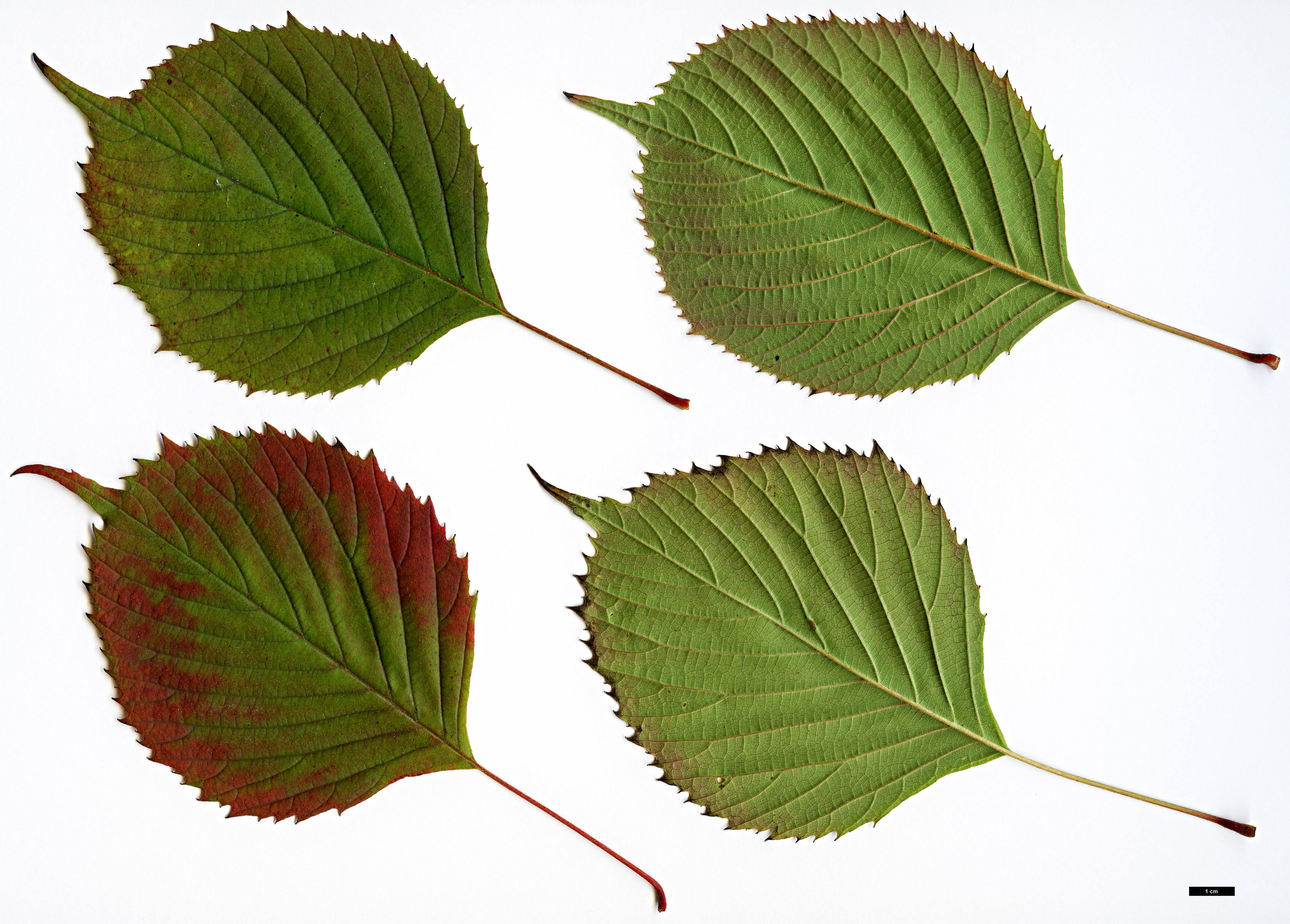 High resolution image: Family: Eupteleaceae - Genus: Euptelea - Taxon: pleiosperma